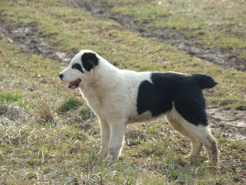 cegara2.jpg
